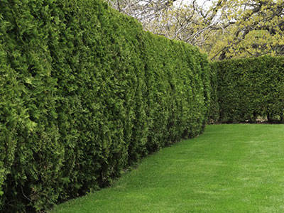 Advantages Of Growing A Conifer Hedge